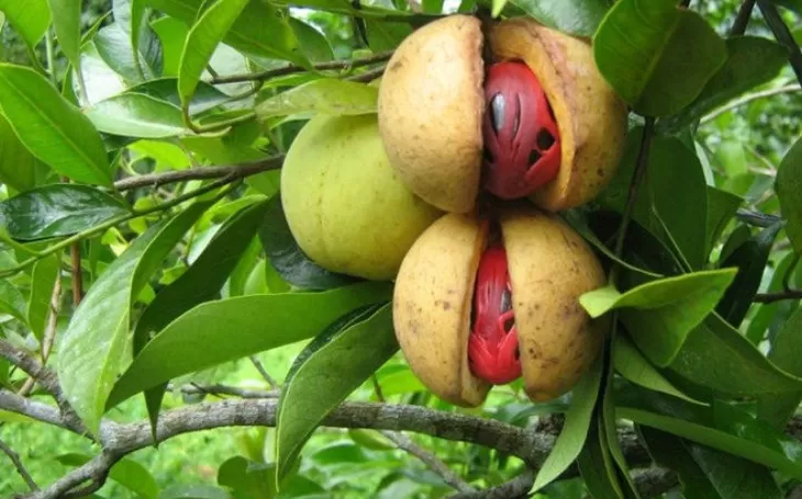 Nutmeg from Banda Island | Oracle Yacht