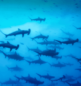School of hammerhead sharks swimming in the deep blue waters of the Banda Sea.