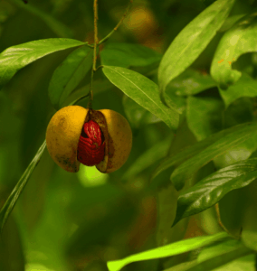 Ripe nutmeg fruit split open, revealing its bright red mace — a key spice from the Banda Islands.