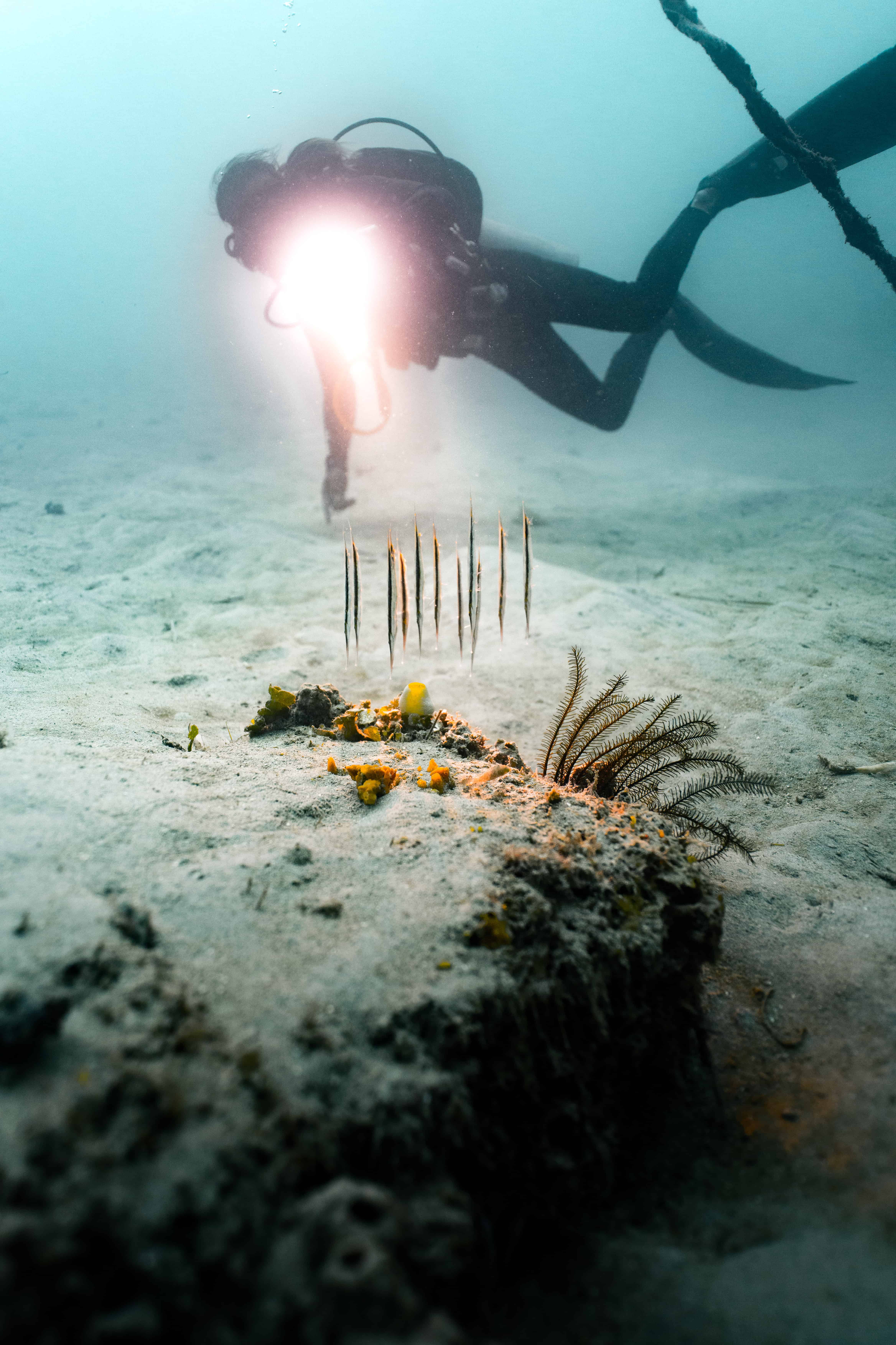 Explorer Au-delà 3 Underwater_35