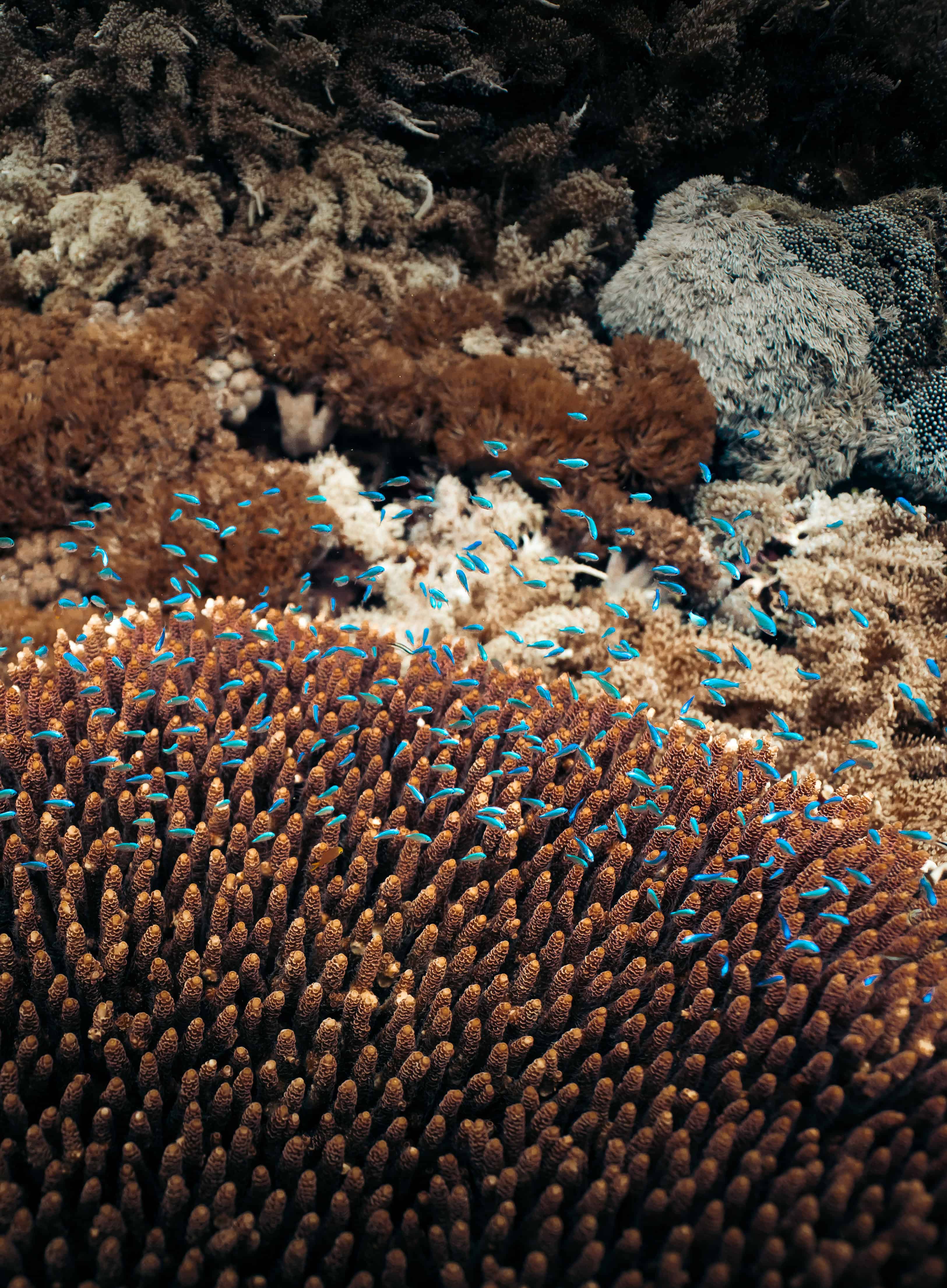 Explorer Au-delà 2 Underwater_42
