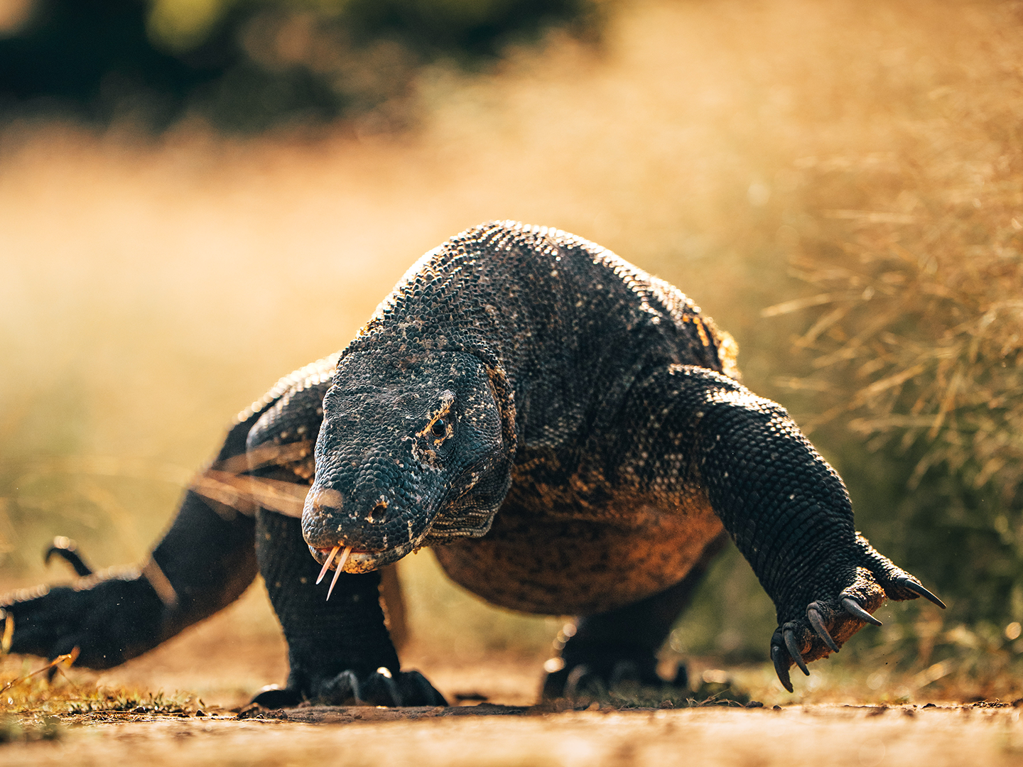 Komodo Island 4 oracle komodo dragon