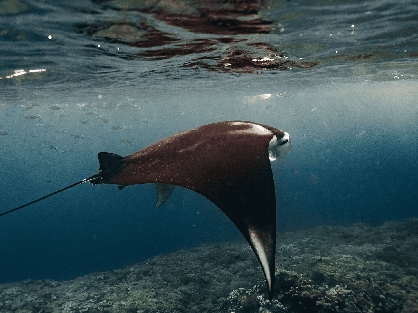 Komodo Island 6 oracle manta