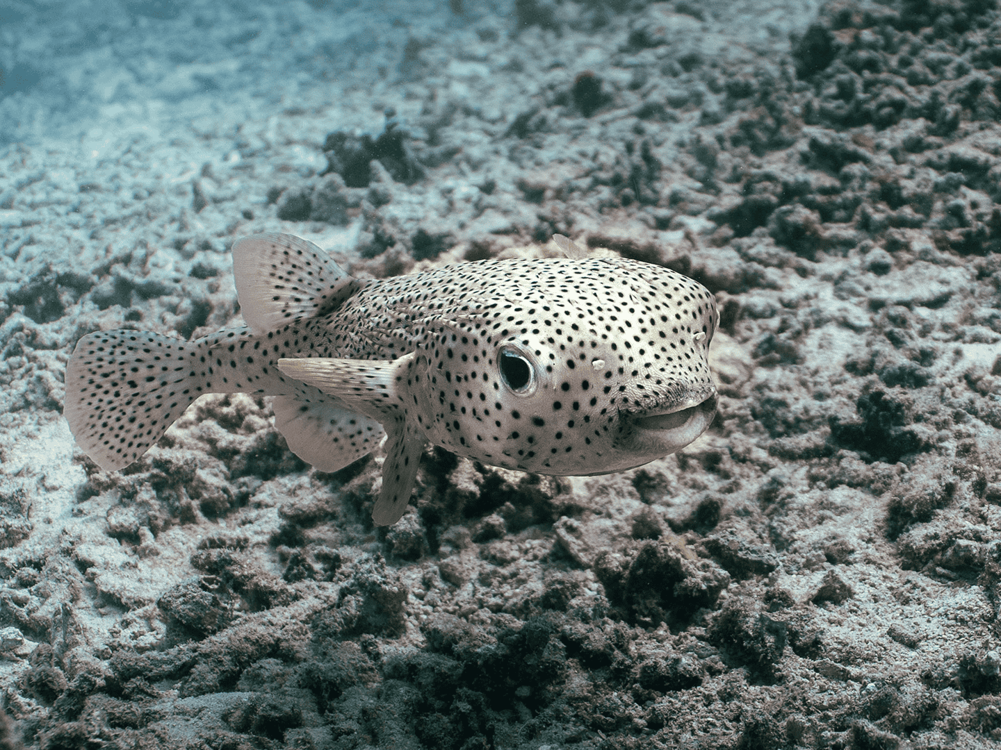 Komodo Island 5 oracle puffer fish