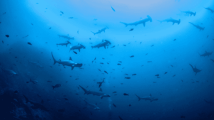 Oracle yacht banda sea hammerhead shark diving