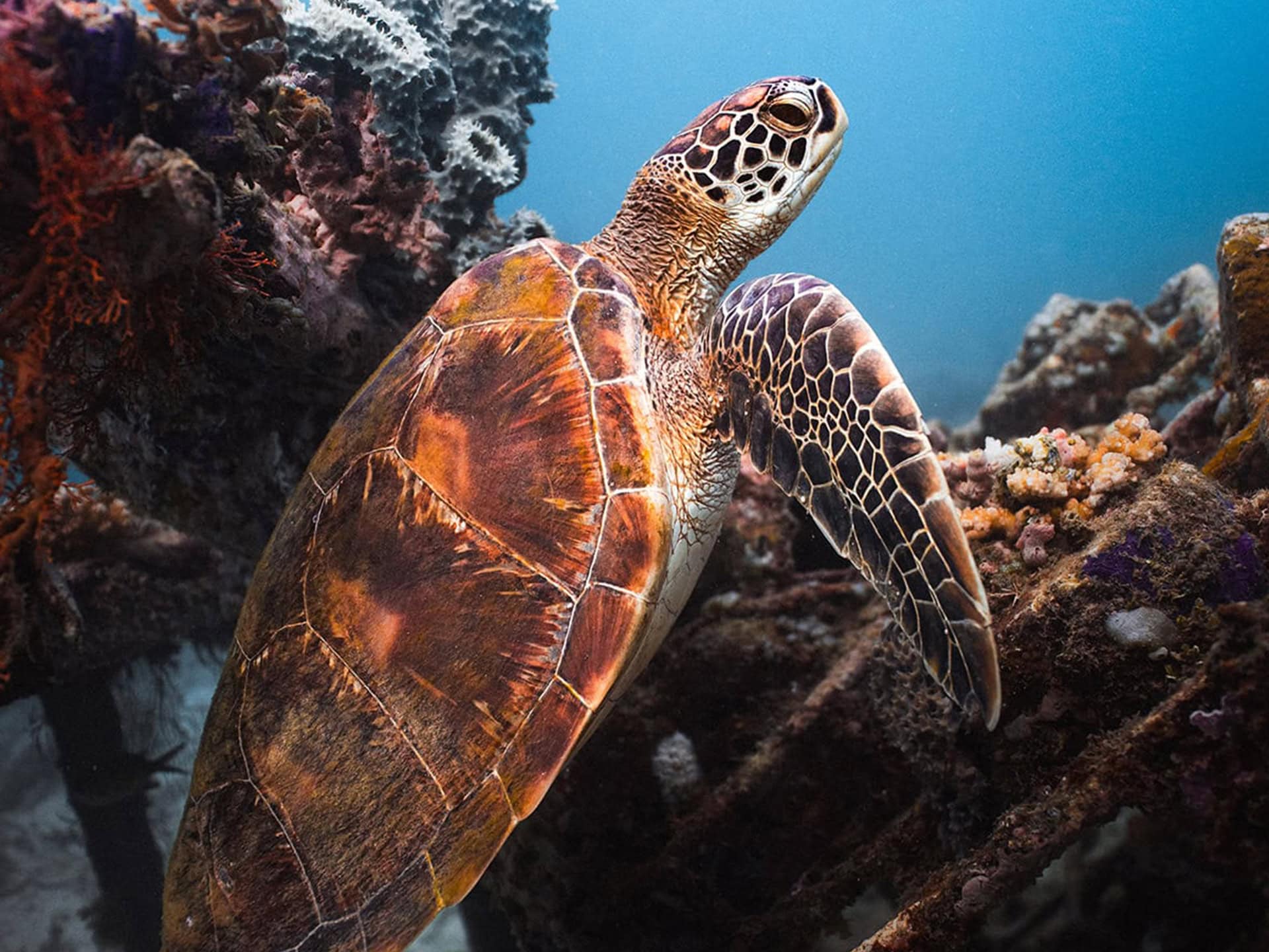 Expérience 14 Oracle Yacht - Plongée - Tortues marines - Récif corallien - Indonésie