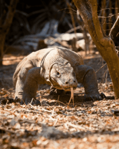 oracle yacht komodo dragon adventure