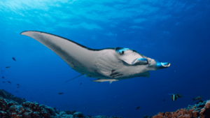 oracle yacht komodo manta ray diving