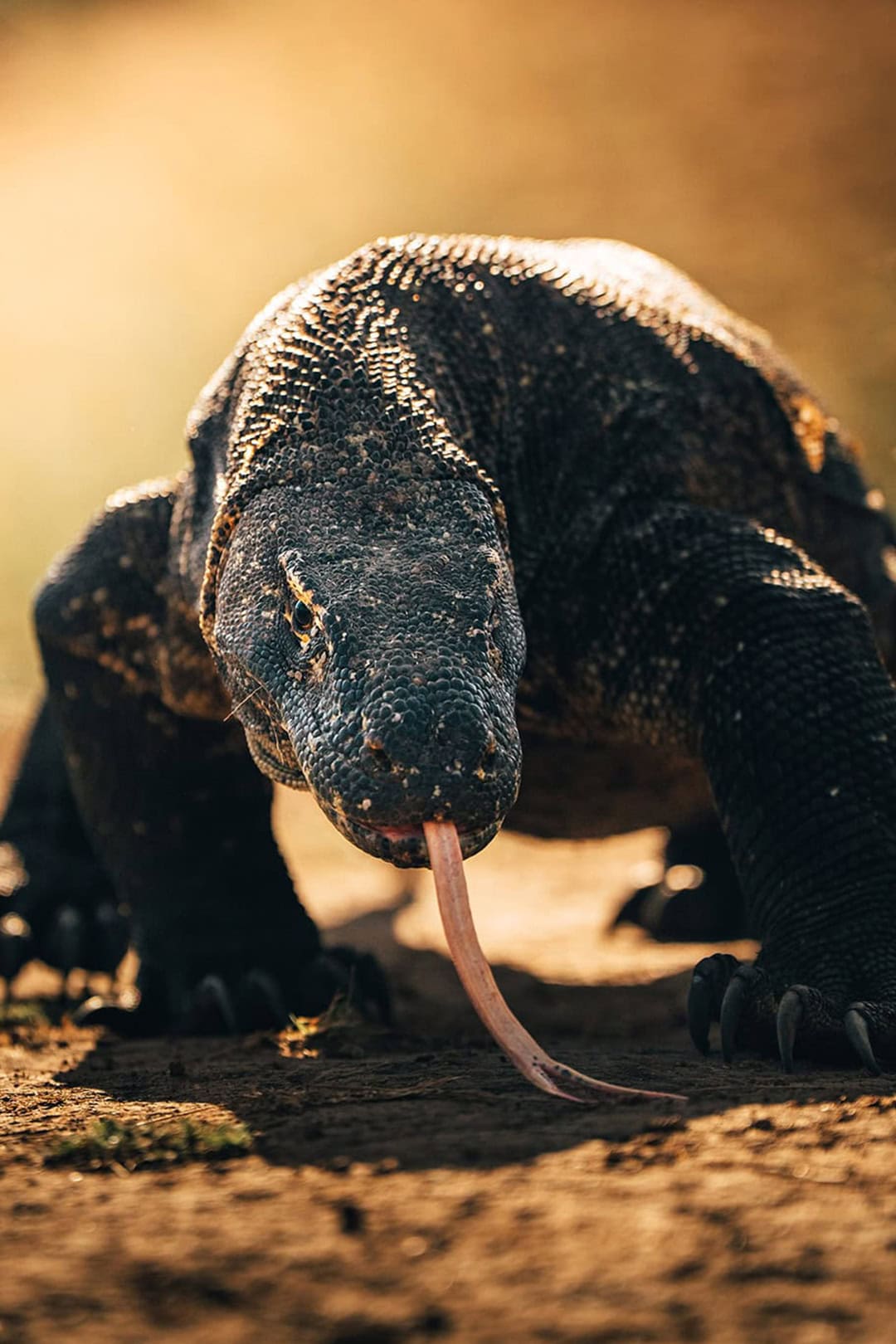 Destinations 1 the-oracle-yacht-komodo-dragon-wildlife-tour-adventure-indonesia