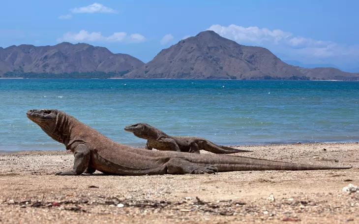 Komodo Dragon | Oracle Yacht