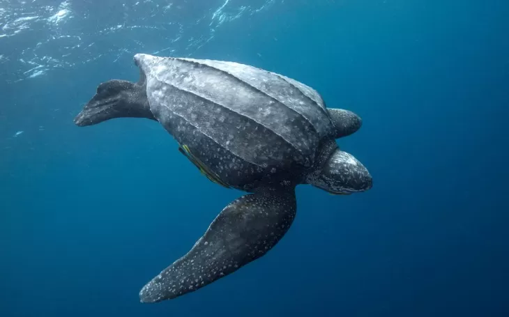 Leatherback Turtle | Oracle Yacht