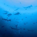Hammerhead Shark Diving in Halmahera | Oracle Yacht