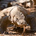 Komodo Dragon | Oracle Yacht