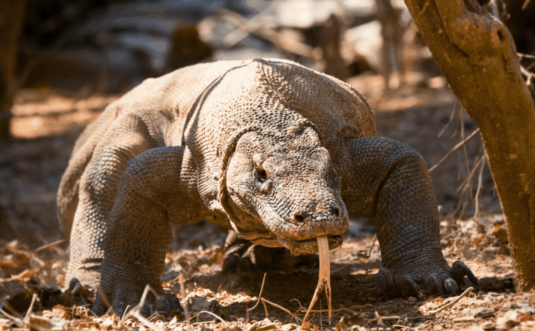 Komodo Dragon | Oracle Yacht