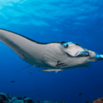 Manta Ray Diving in Labuan Bajo | Oracle Yacht