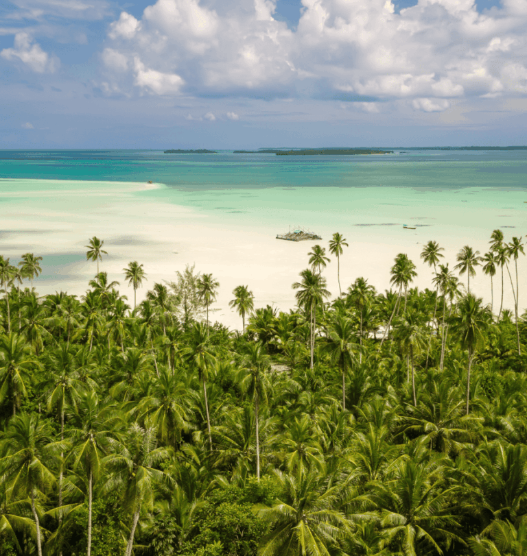 Coconut Grooves in Ambon | Oracle Yacht